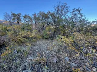 View of local wilderness