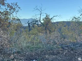 View of mountain backdrop with a forest
