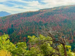 View of mountain background featuring a heavily wooded area
