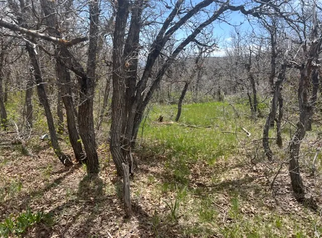View of woods