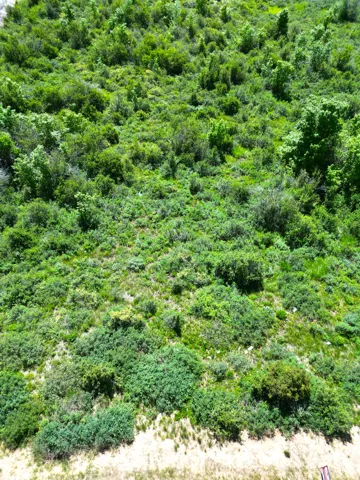View of local wilderness