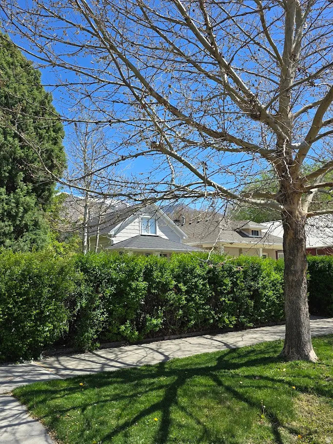 View of grassy yard