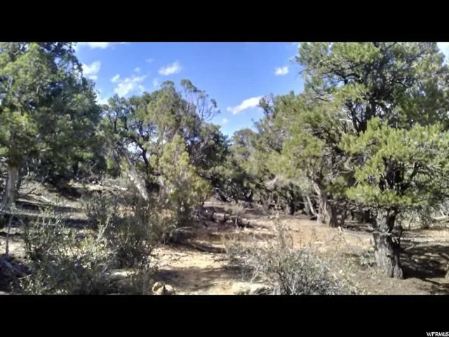 View of local wilderness