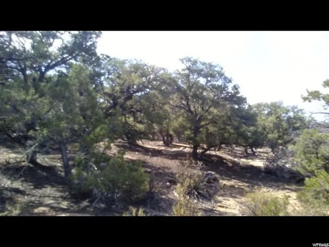 View of local wilderness
