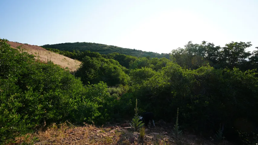 View of mountain background with a forest