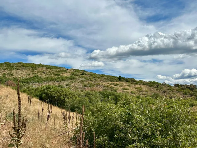 View of local wilderness