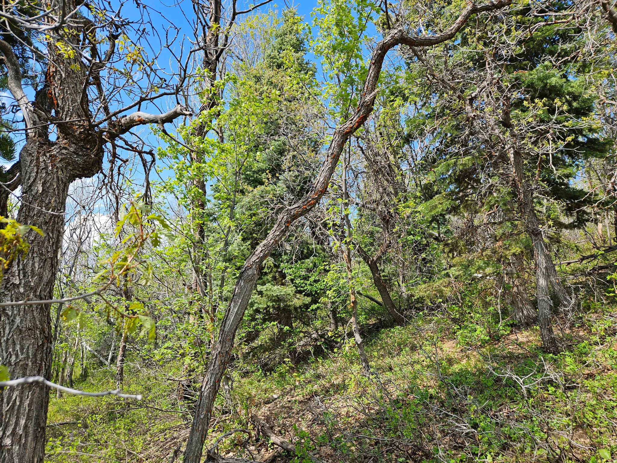 View of wooded area