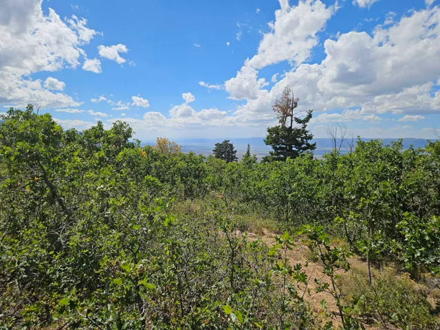 Abundant natural foliage with extensive green trees and shrubs