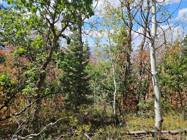 Mature trees and natural foliage