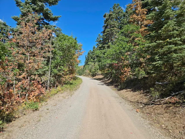 Gravel road surrounded by mature trees