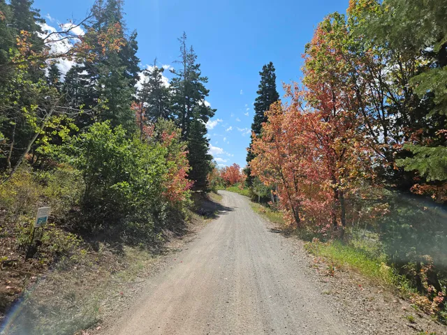 Gravel road surrounded by mature trees with varied foliage