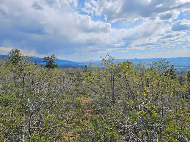 Mountain view with a forest
