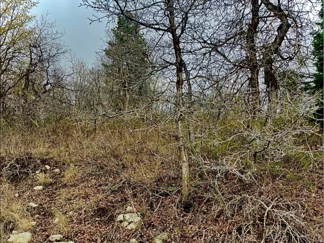 View of undeveloped land