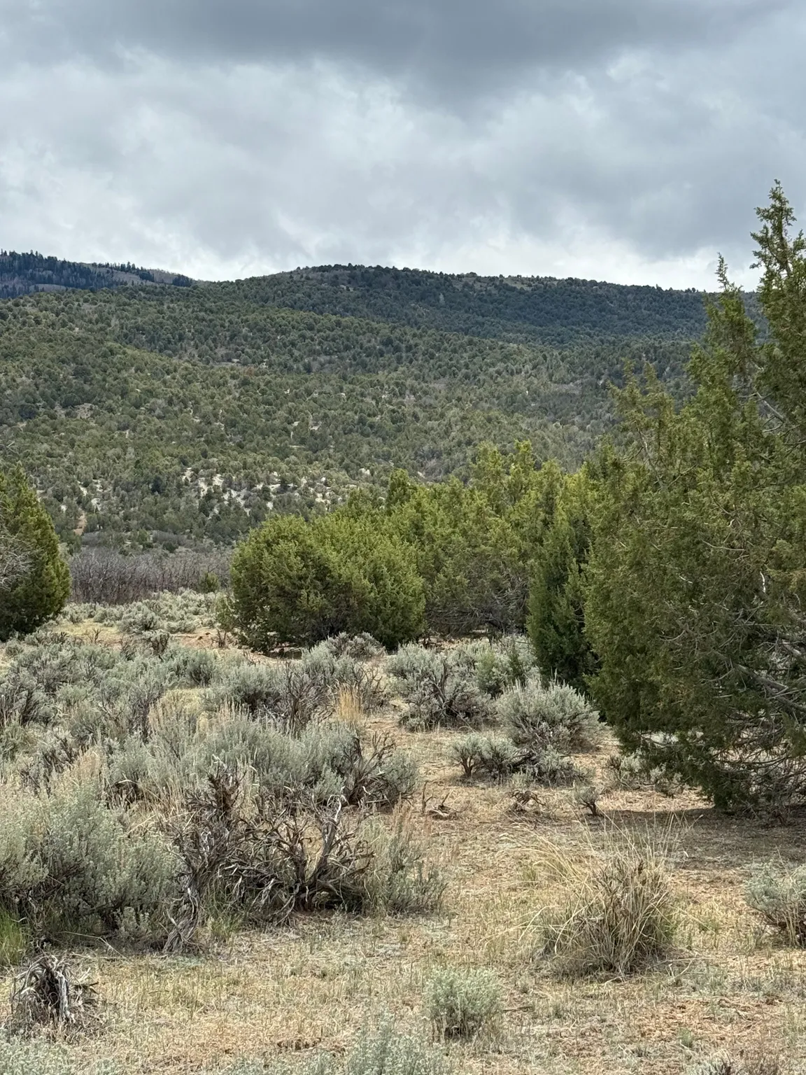 Mountain view featuring a heavily wooded area