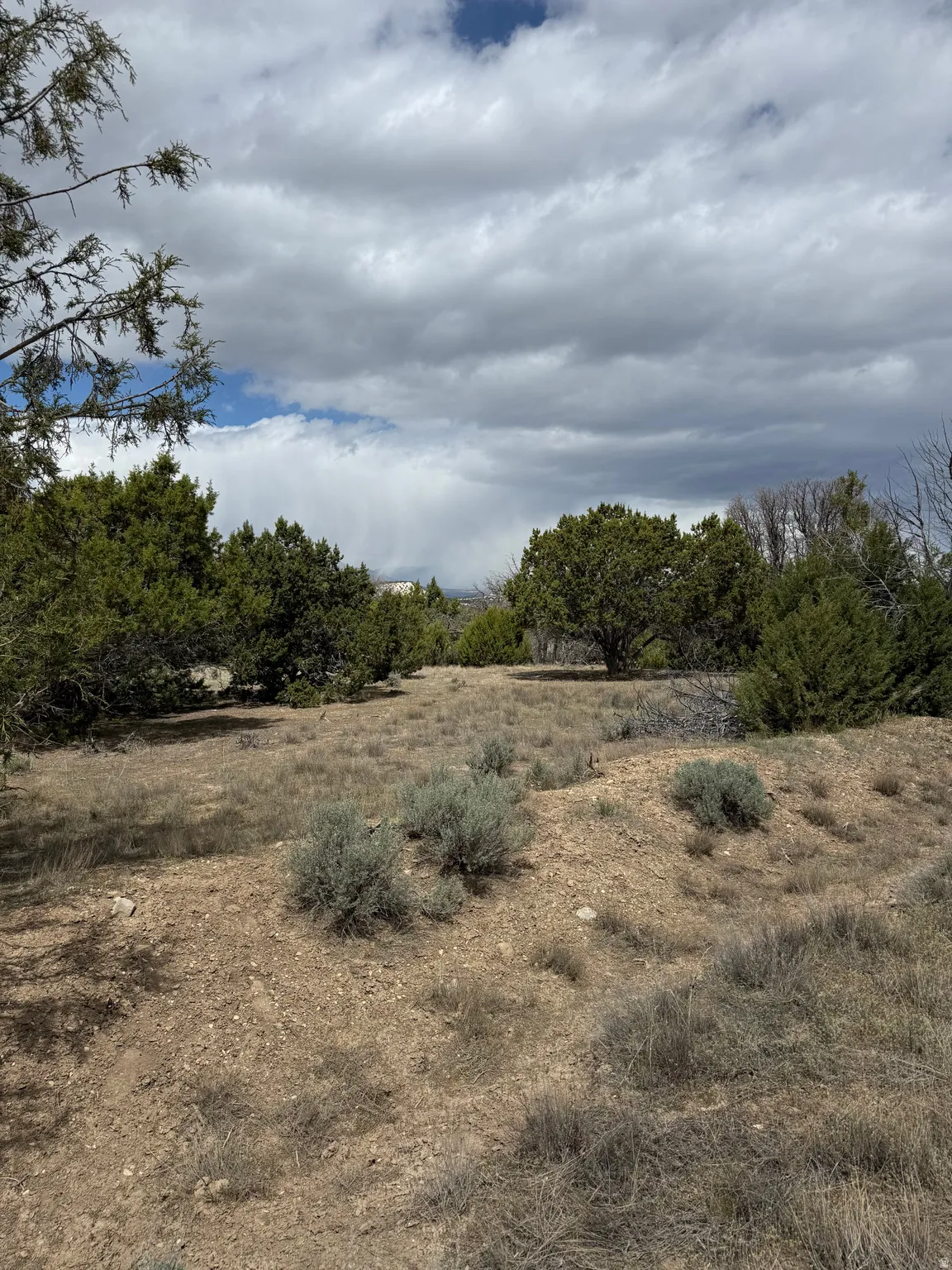 View of local wilderness