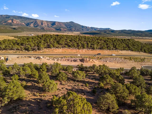 Expansive open land with mature evergreen trees and natural vegetation