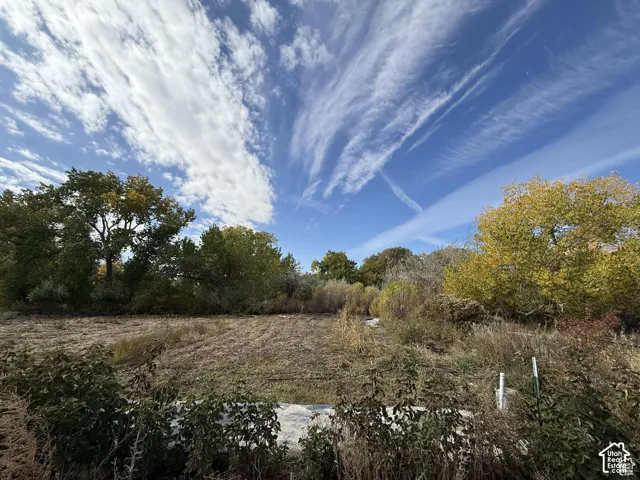 View of local wilderness