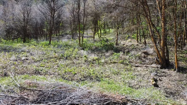 View of undeveloped land