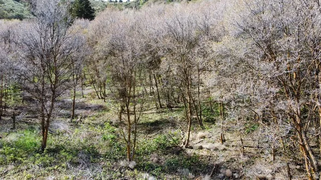View of undeveloped land