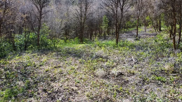 View of wooded area