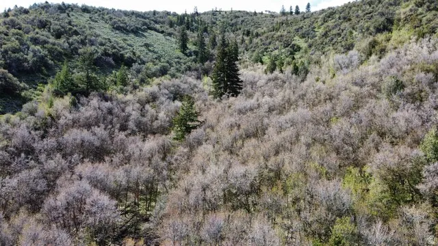 Drone / aerial view of a heavily wooded area