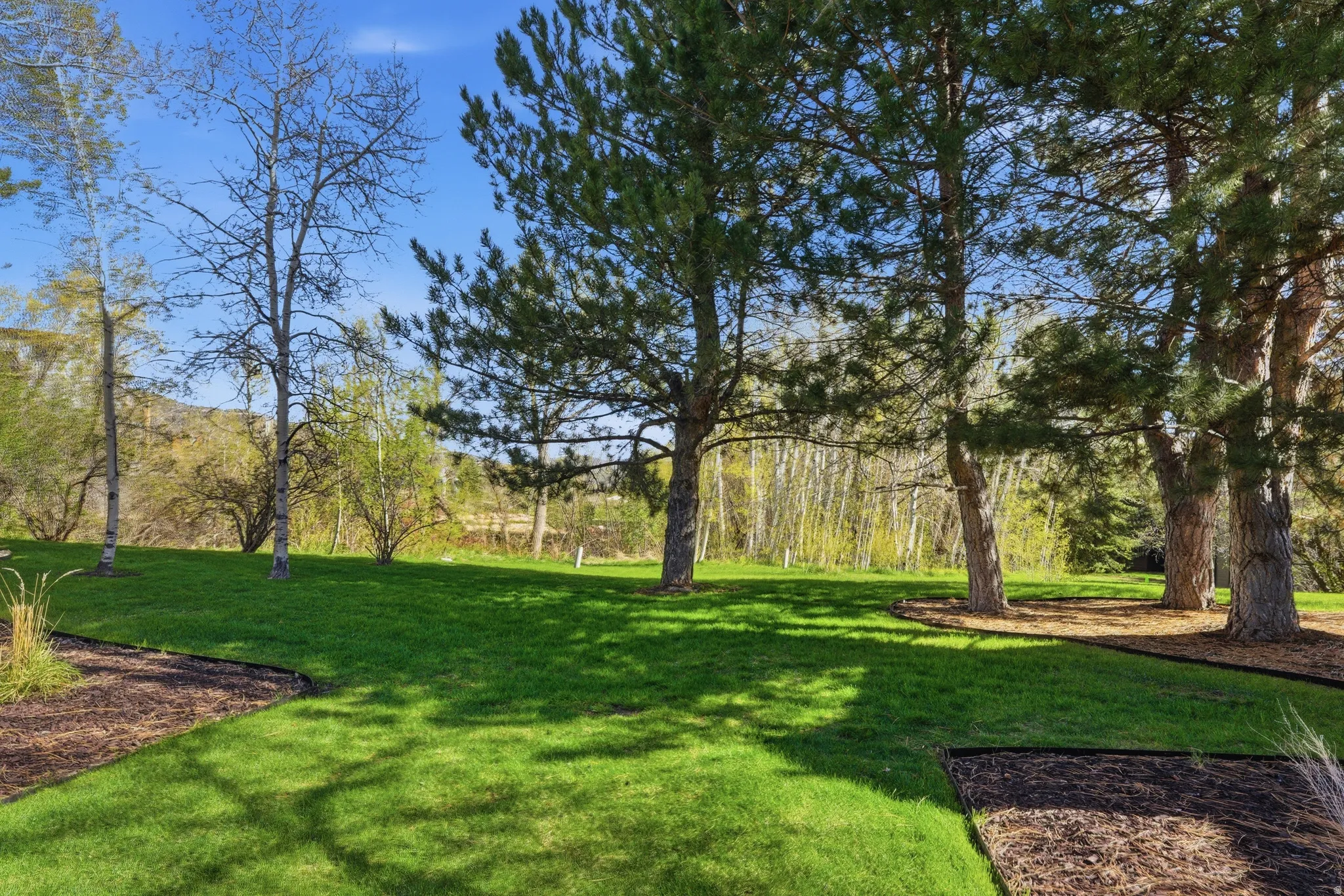 View of grassy yard