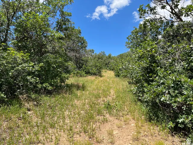 View of undeveloped land