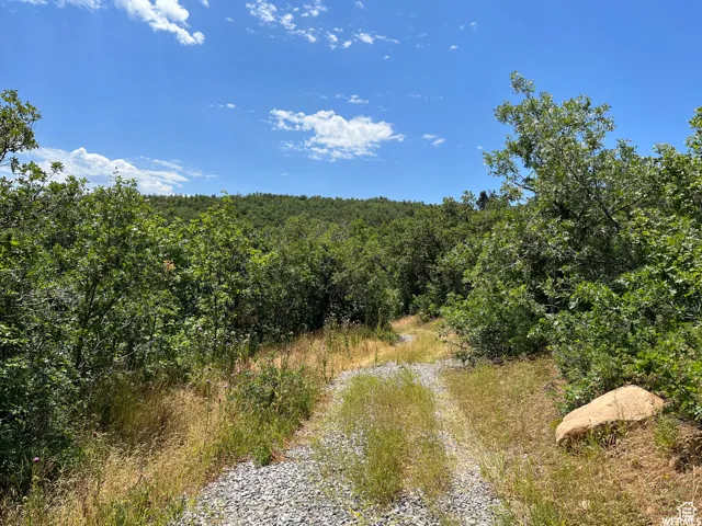 View of wooded area
