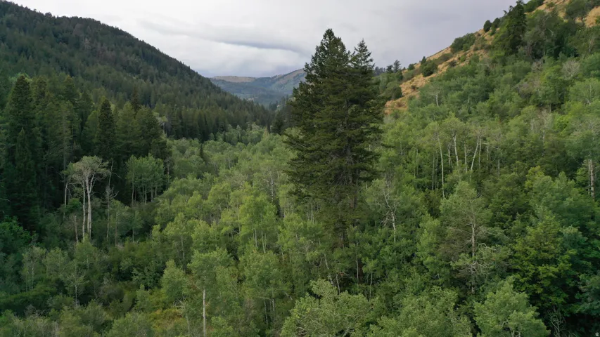 View of mountain background featuring a forest