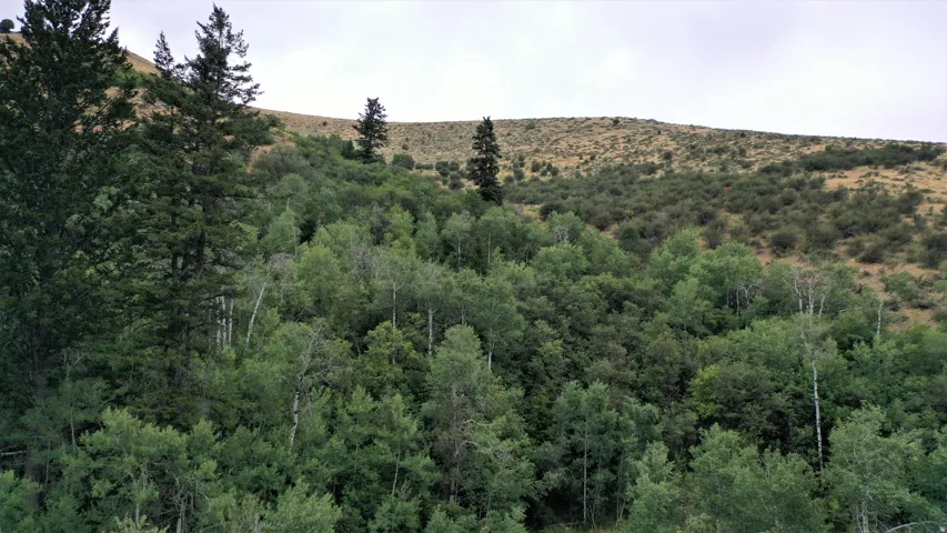 View of mountain background with a forest