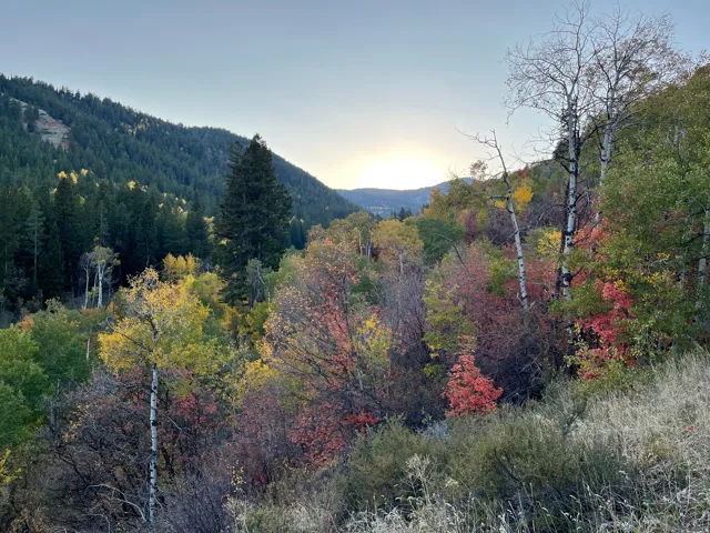 View of mountain backdrop featuring a forest