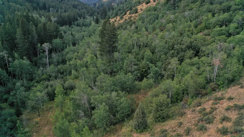 Aerial view of a heavily wooded area