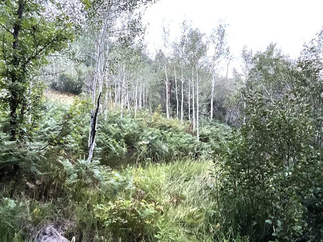 View of tree filled area