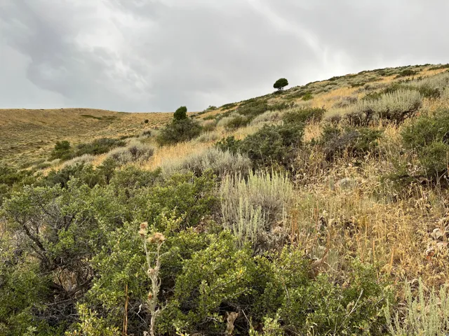 View of local wilderness