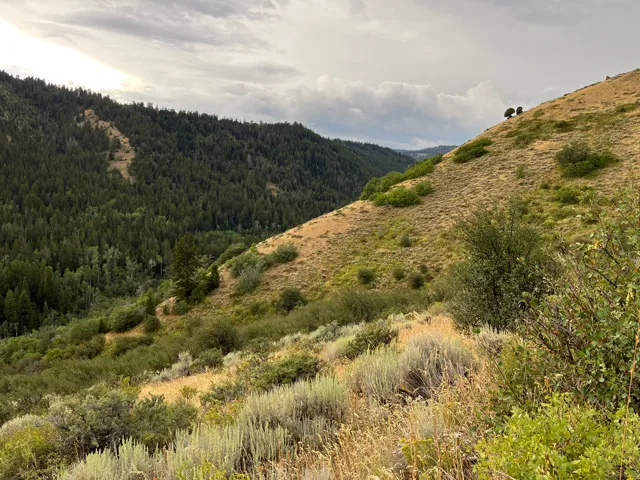 Mountain view with a heavily wooded area