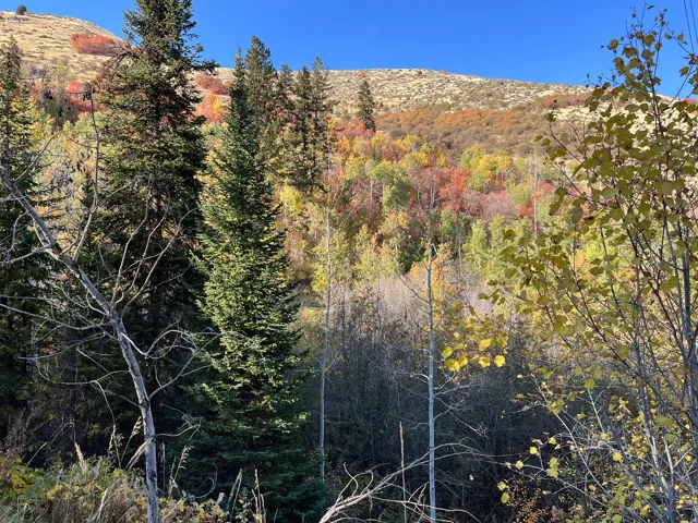 View of mountain background with a heavily wooded area