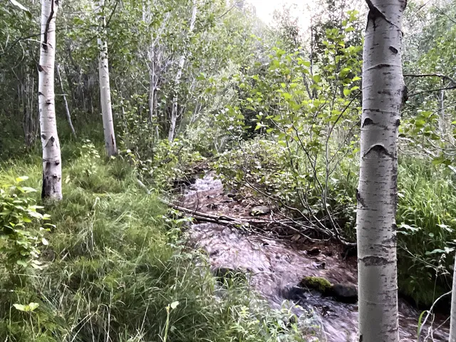 View of wooded area