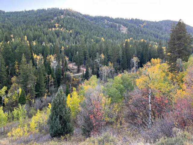 View of mountain background with a forest
