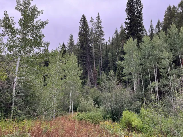View of woods