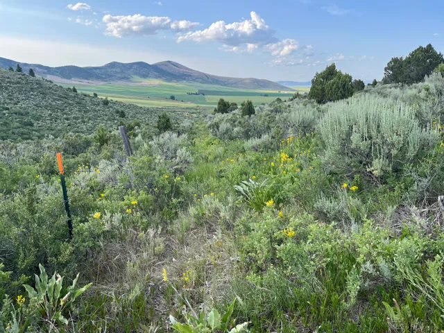 View of mountain background
