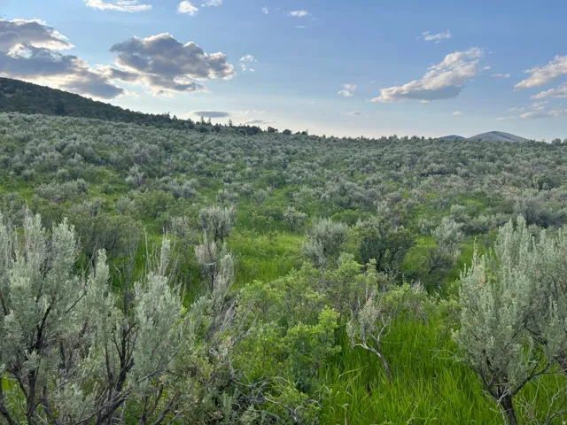 View of mountain backdrop with a heavily wooded area