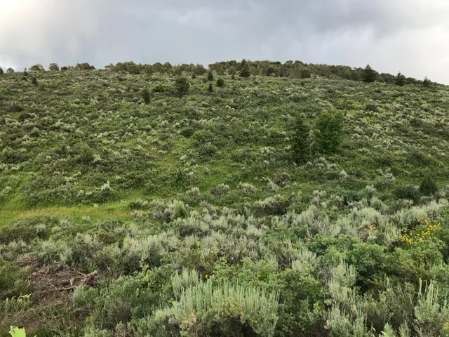 View of undeveloped land