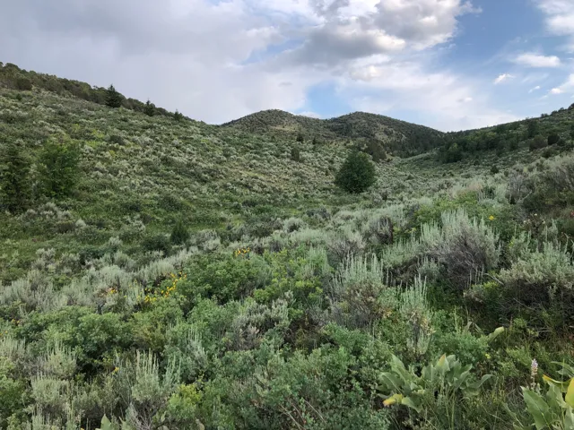 View of mountain background with a forest