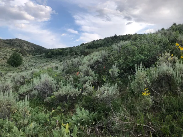 Mountain view featuring a forest