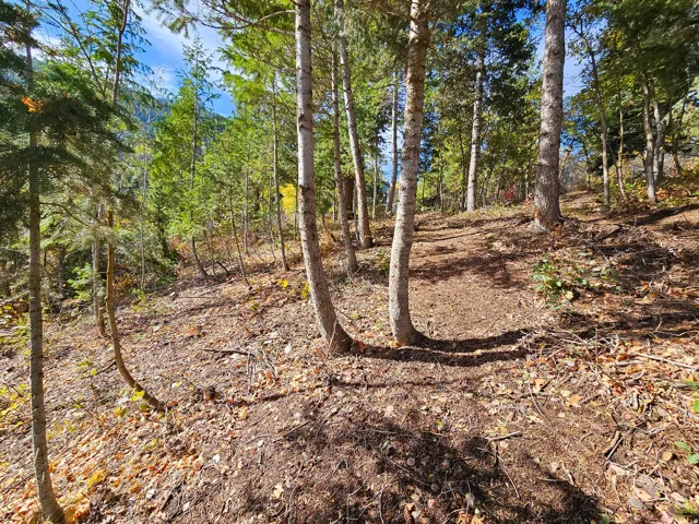 View of local wilderness