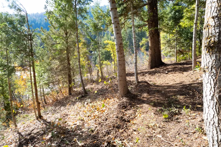 View of tree filled area