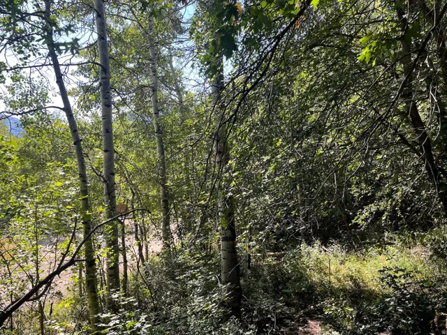 View of lot
