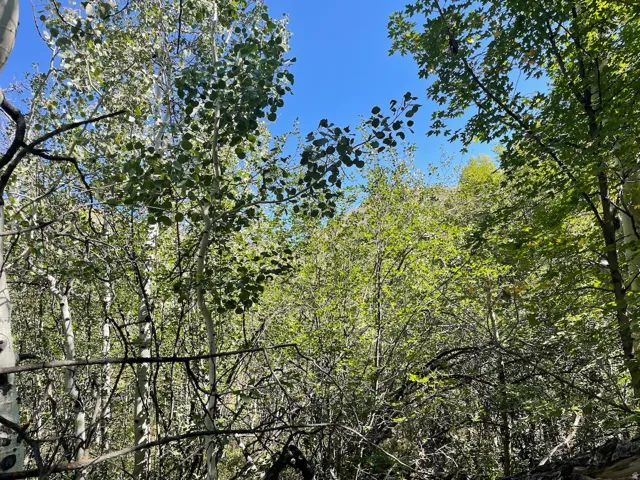 View of nature