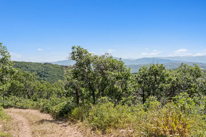 Mountain view with a forest