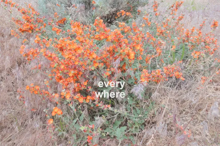 Blooms in the spring and fall.
